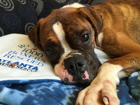 B.a.r.c. boxer rescue. Things To Know About B.a.r.c. boxer rescue. 